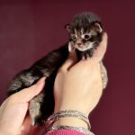 Bramble PP, chatonne Maine Coon brown blotched tabby polydactyle tenue dans les mains