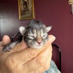 femelle maine coon polydactyle brown blotched tabby