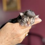 femelle maine coon polydactyle brown blotched tabby