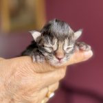 femelle maine coon polydactyle brown blotched tabby