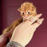 Burning Sun, chaton Maine Coon mâle red blotched tabby à 16 jours, de face