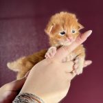Burning Sun, chaton Maine Coon mâle red blotched tabby tenu dans la main