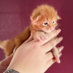 Burning Sun, chaton Maine Coon mâle red blotched tabby et ses grosses pattes