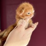 Burning Sun, chaton Maine Coon mâle red blotched tabby de profil