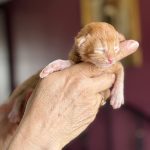 chaton maine coon mâle red blotched tabby