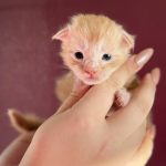 Burnished Gold PP, chaton Maine Coon mâle red silver blotched tabby polydactyle à 16 jours, de face
