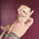 Burnished Gold PP, chaton Maine Coon mâle red silver blotched tabby polydactyle tenu dans la main