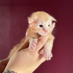 Burnished Gold PP, chaton Maine Coon mâle red silver blotched tabby polydactyle en gros plan