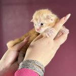 Burnished Gold PP, chaton Maine Coon mâle red silver blotched tabby polydactyle et ses grosses pattes polydactyles