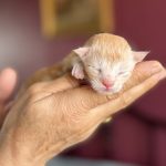 chaton maine coon mâle red silver tabby polydactyle