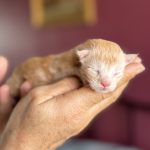 chaton maine coon mâle red silver tabby polydactyle