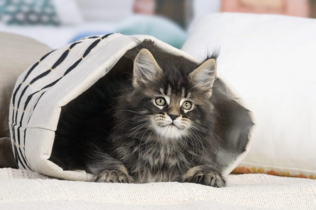 Chaton Maine Coon tabby caché dans un sac en tissu, élevé et socialisé à la maison