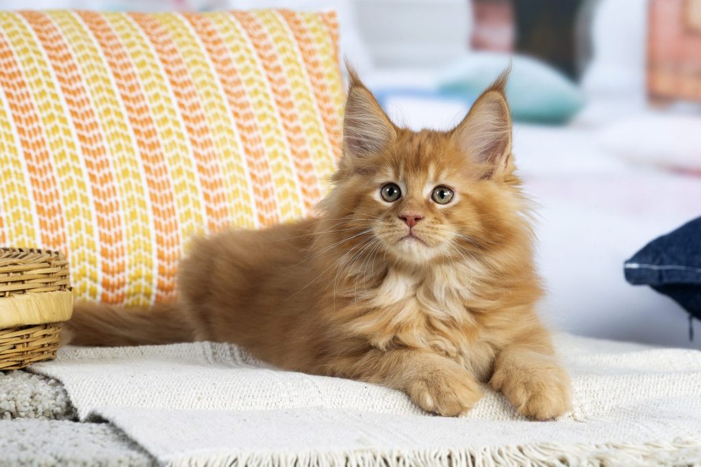 Prix Maine Coon : chaton Maine Coon roux inscrit au LOOF, allongé sur un plaid
