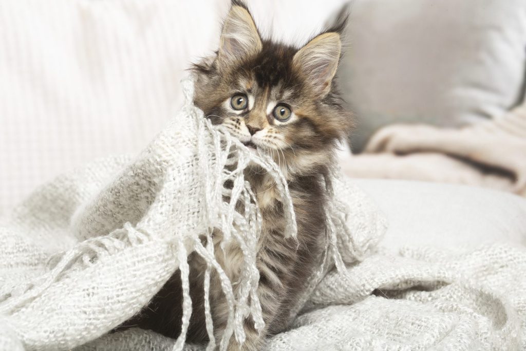 Chaton Maine Coon tabby écaille blotti dans un plaid, chez son éleveur de Maine Coon en Île-de-France