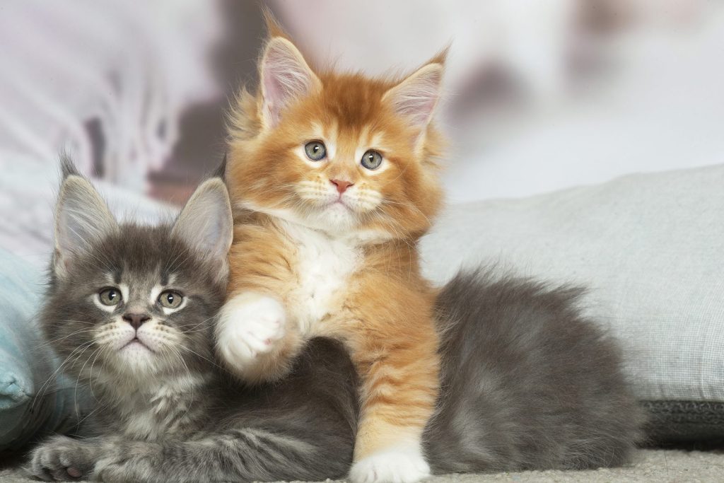 Deux chatons Maine Coon, un roux et blanc et un bleu tabby, côte à côte chez leur éleveur