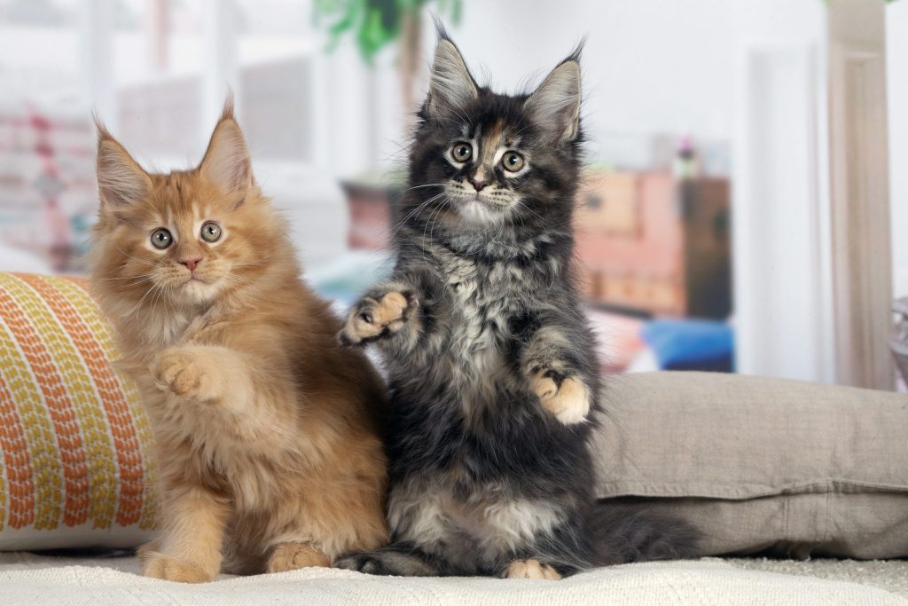 Deux chatons Maine Coon, un roux et une écaille de tortie, qui jouent debout sur leurs pattes arrière