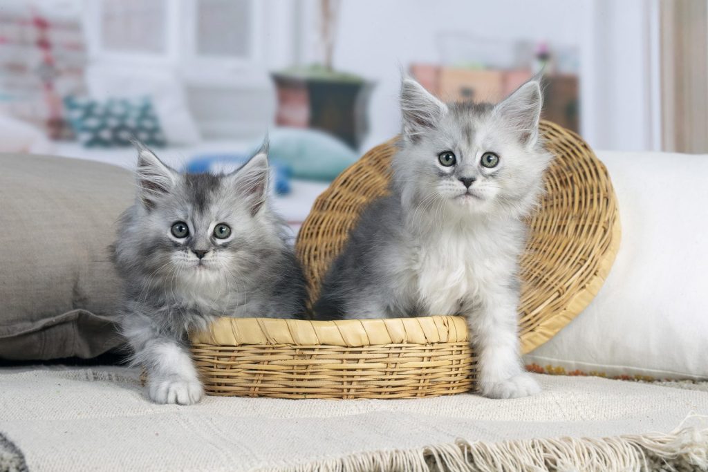 Deux chatons Maine Coon silver assis dans un panier en osier