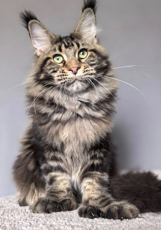 Elit Dev PP Akbars, mâle Maine Coon polydactyle brown tabby aux larges pattes avant – Maycoonfolie’s & Maine’s Fairies