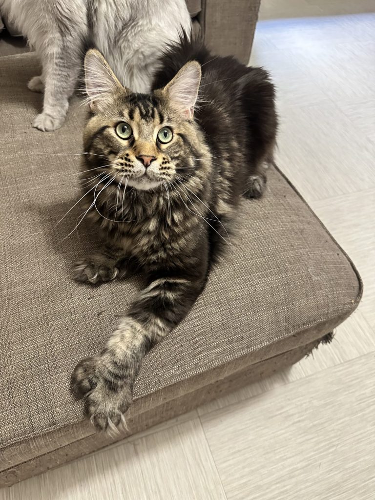 Maine Coon polydactyle Elit Dev PP Akbars allongé, patte avant tendue montrant ses doigts supplémentaires
