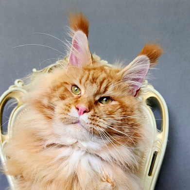 N* Anton Akbars, père d’Elit Dev PP Akbars, Maine Coon