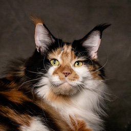 FR* Olly’Bee de Maycoonfolie’s, mère de Ruby Red PP, Maine Coon