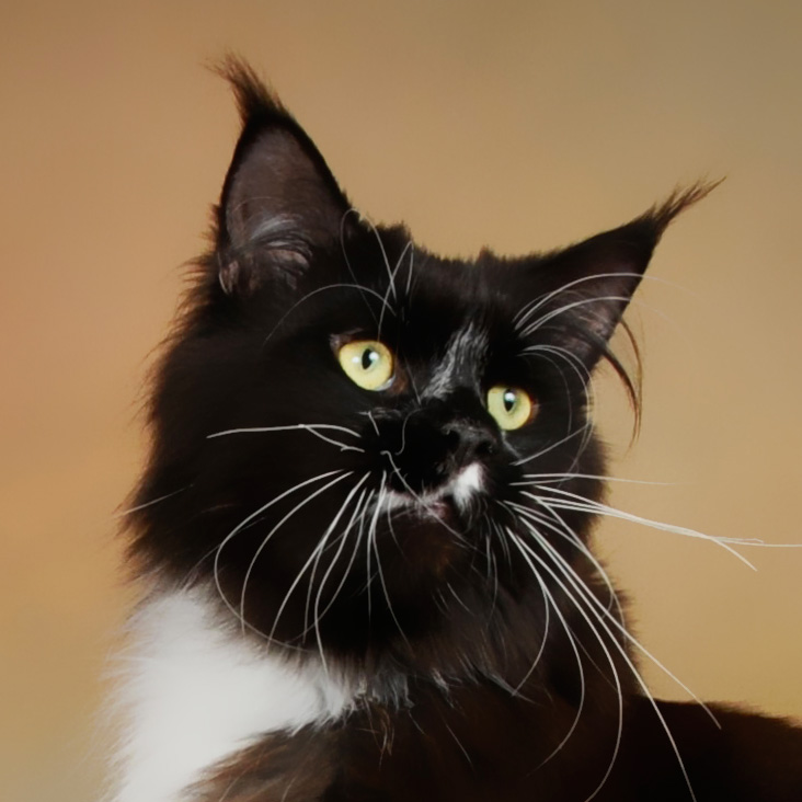 PL* Orion Mageli, père de Linette de Maycoonfolie’s, Maine Coon