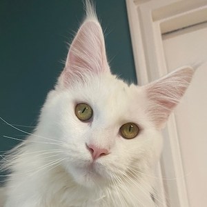 FR* TR. CH. Radisson of Maine’s Fairies, mère de Zoey, chatte Maine Coon blanche