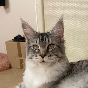 FR* Ranen of Maine’s Fairies, mère de U’Snowflake of Maine’s Fairies, chatte Maine Coon