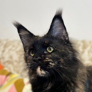 Sholigress Ursula, mère de Tease Me of Maine’s Fairies, chatte Maine Coon