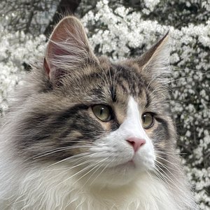 FR* Sirius de LAF, père d’Unchained Melody PP, chat Maine Coon