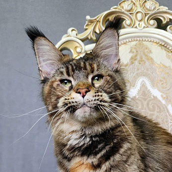 Spektrum Karina, mère d’Elit Dev PP Akbars, Maine Coon