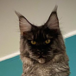 FR* Summer Lynx’s Tara, mère de Xsköll of Maine’s Fairies, chatte Maine Coon