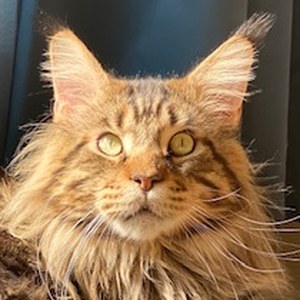 Sweet Hend So’ Sen Tiag, père de Tease Me of Maine’s Fairies, chat Maine Coon