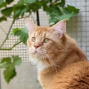 FR* Tékoomse of Maine’s Fairies, père d’Umbelline of Maine’s Fairies, chat Maine Coon roux