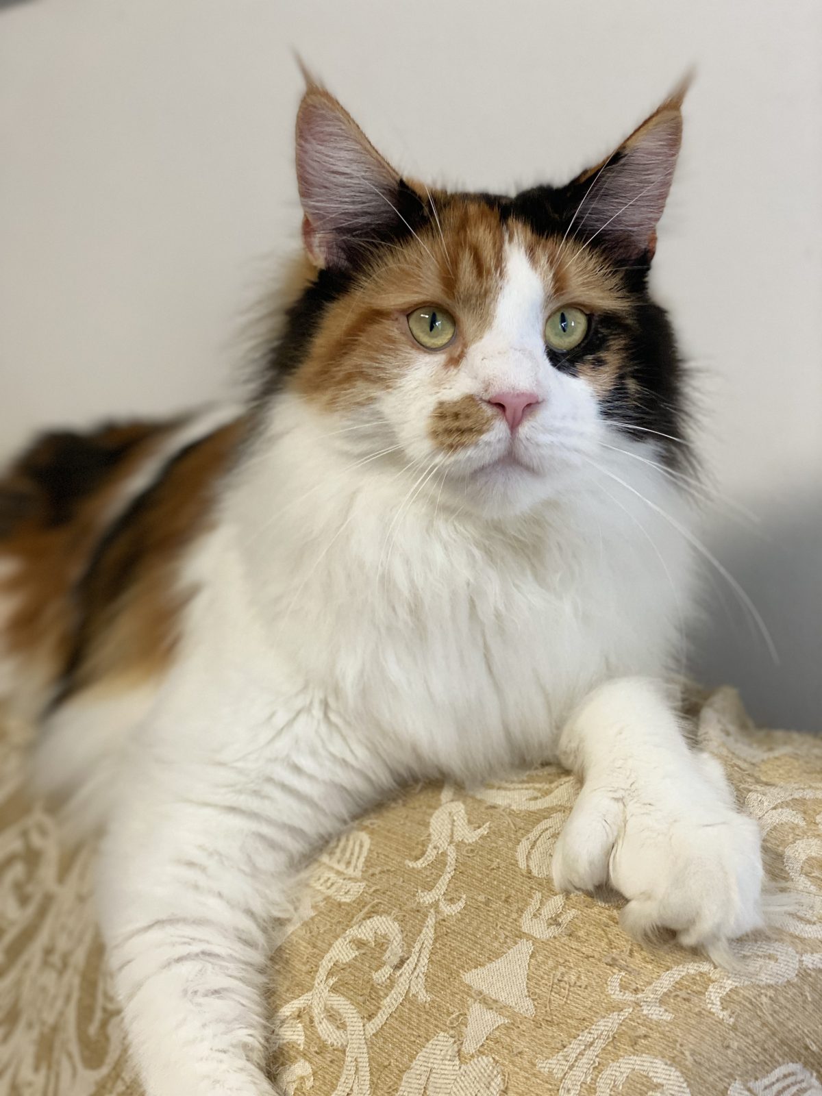 Unchained Melody PP of Maine’s Fairies, chatte Maine Coon polydactyle black tortie et blanc, élevage Maycoonfolie’s & Maine’s Fairies